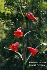 Fritillaria recurva