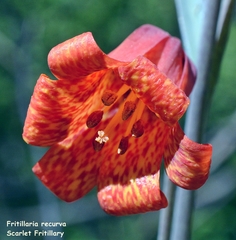 Fritillaria recurva