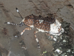 Platystomos albinus