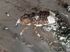 Platystomos albinus
