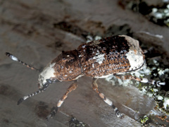 Platystomos albinus