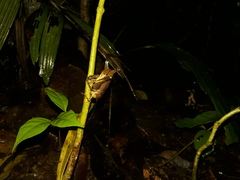 Hyperomerus ferreirai