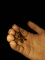 Hyperomerus ferreirai