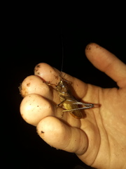 Hyperomerus ferreirai