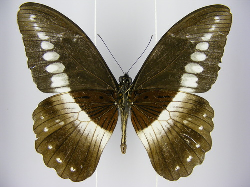 Jackson’s Swallowtail