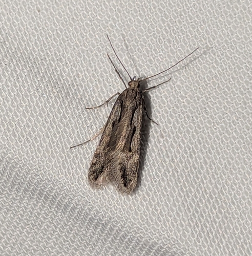 Prolita variabilis