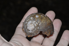 Hedleyella falconeri