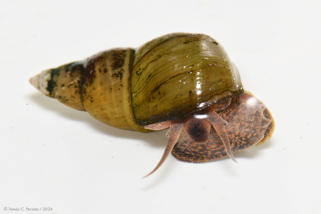 Sinotaia quadrata