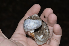 Hedleyella falconeri