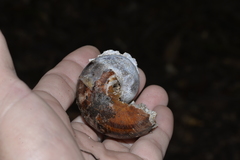 Hedleyella falconeri