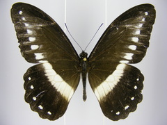 Papilio jacksoni hecqui