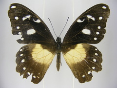 Papilio jacksoni hecqui