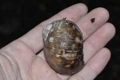 Hedleyella falconeri