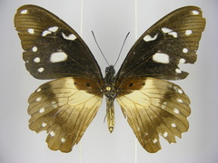 Papilio jacksoni hecqui