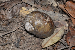 Hedleyella falconeri