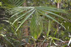 Archontophoenix cunninghamiana