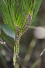 Archontophoenix cunninghamiana