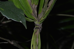 Archontophoenix cunninghamiana