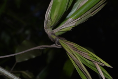 Archontophoenix cunninghamiana