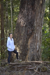 Eucalyptus siderophloia