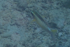 Scolopsis margaritifera