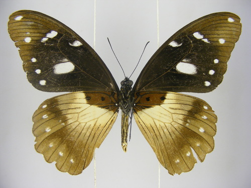 Jackson’s Swallowtail