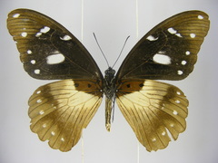 Papilio jacksoni hecqui