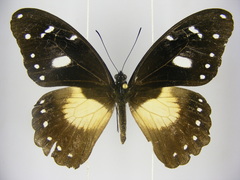 Papilio jacksoni hecqui