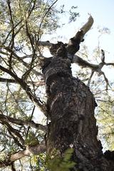 Eucalyptus siderophloia