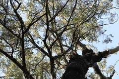 Eucalyptus siderophloia