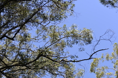 Eucalyptus siderophloia