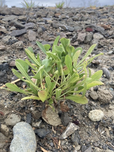 Coastal Gumplant foliage