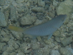 Scarus hypselopterus