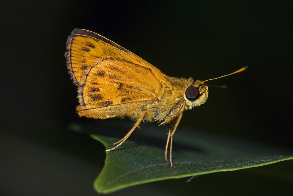 Smaller Dartlet