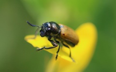 Labidostomis longimana