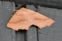 Tetracis jubararia