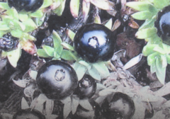 Coprosma ernodeoides