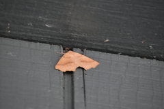 Tetracis jubararia