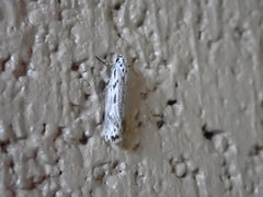 Ethmia discostrigella