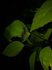 Xiphiola cyanoptera