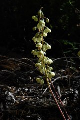 Pyrola dentata