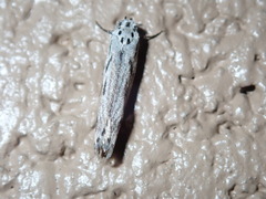 Ethmia discostrigella