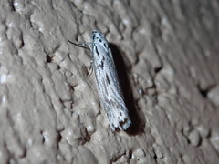 Ethmia discostrigella