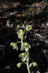Pyrola dentata