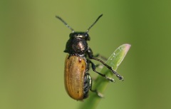Labidostomis longimana