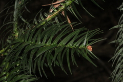 Cunninghamia lanceolata