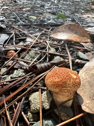 Calvatia craniiformis