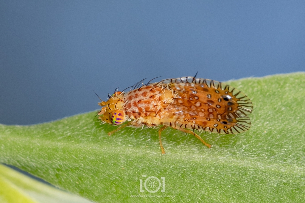 Paracantha forficula