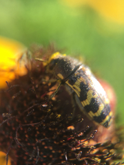 Acmaeodera mixta