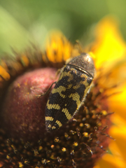 Acmaeodera mixta